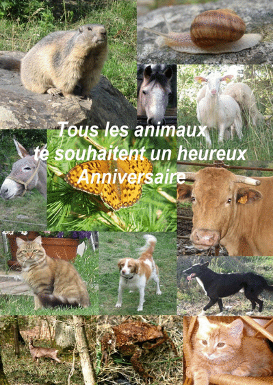 Carte Anniversaire Par Tous Les Animaux : Envoyer une 